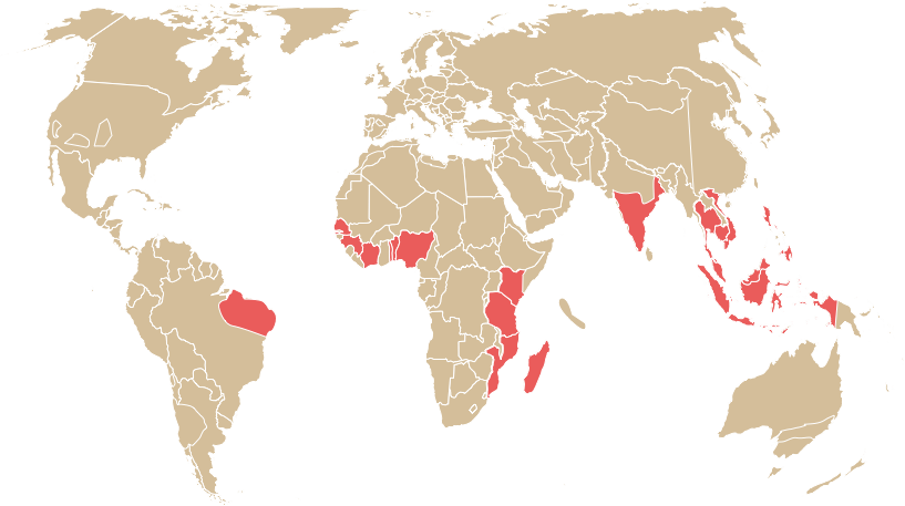 CASHEW INFORMATION – Cashews