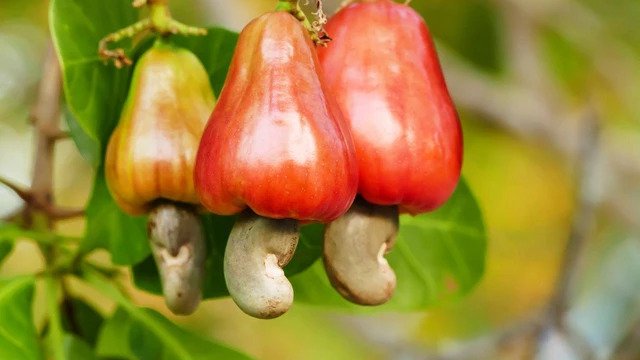 Overview of the Cashew Tree