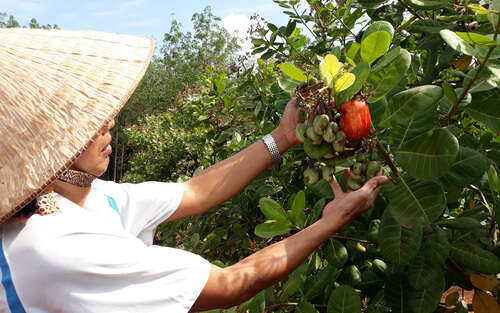 Variety Selection and Harvesting
