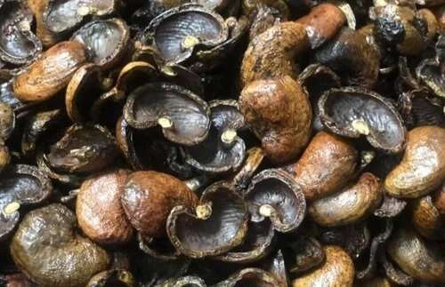Cashew nut shell